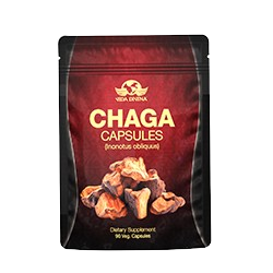 CHAGA Siberiano - O Rei dos Cogumelos